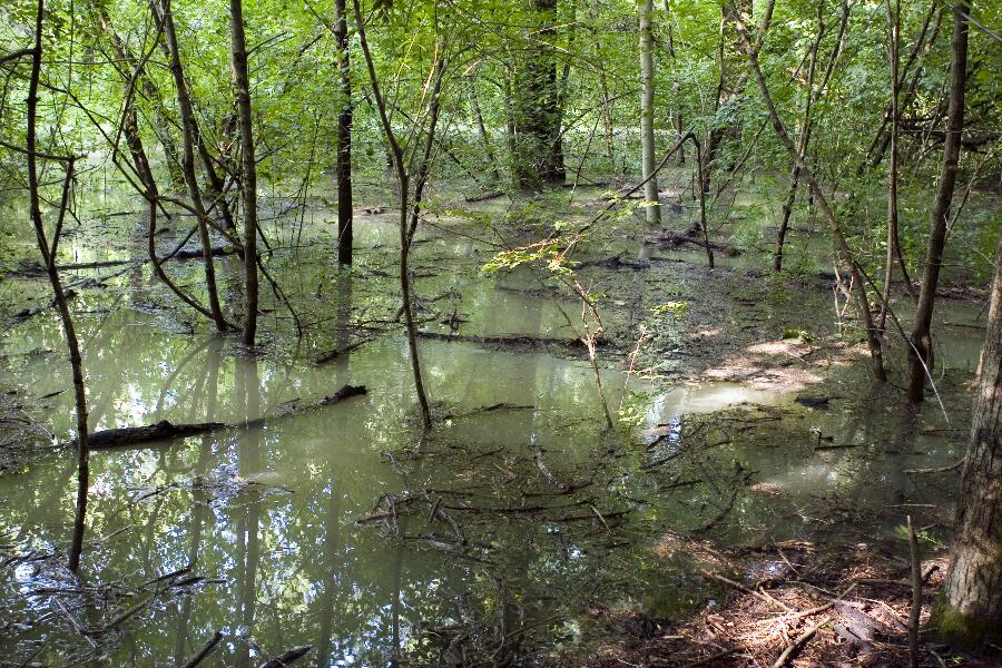 Foto 15/25 (Haslau, Nationalpark Donauauen)